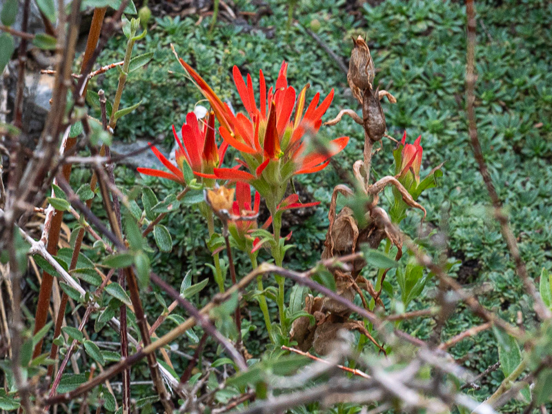 Castilleja martini var. clokeyi