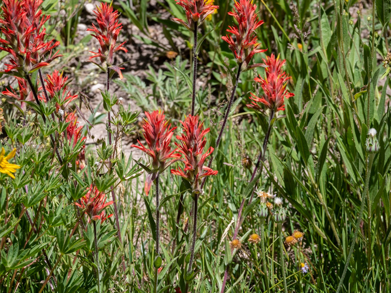 Castilleja miniata