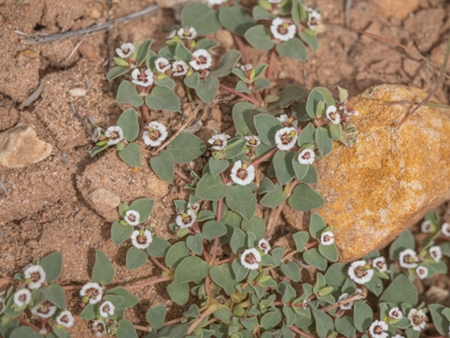 Chamaesyce albomarginata