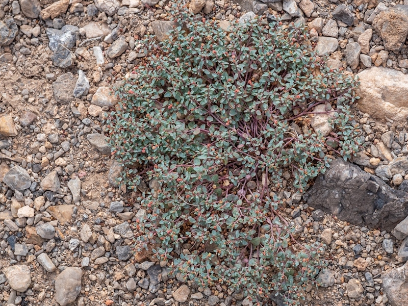 Chamaesyce fendleri
