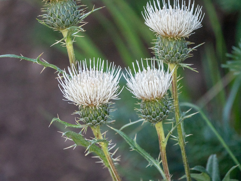 Cirsium clavatum var americanum