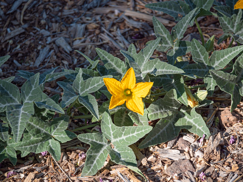 Cucurbita palmata