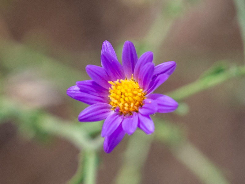Dieteria canescens