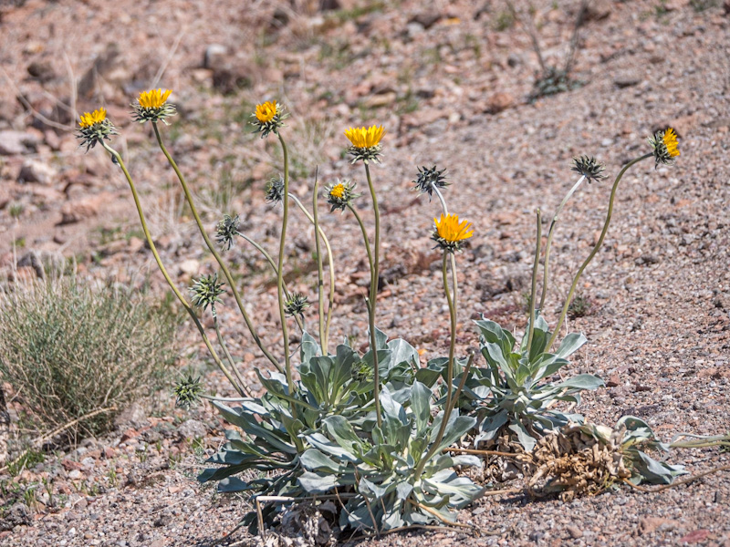 Enceliopsis argophylla