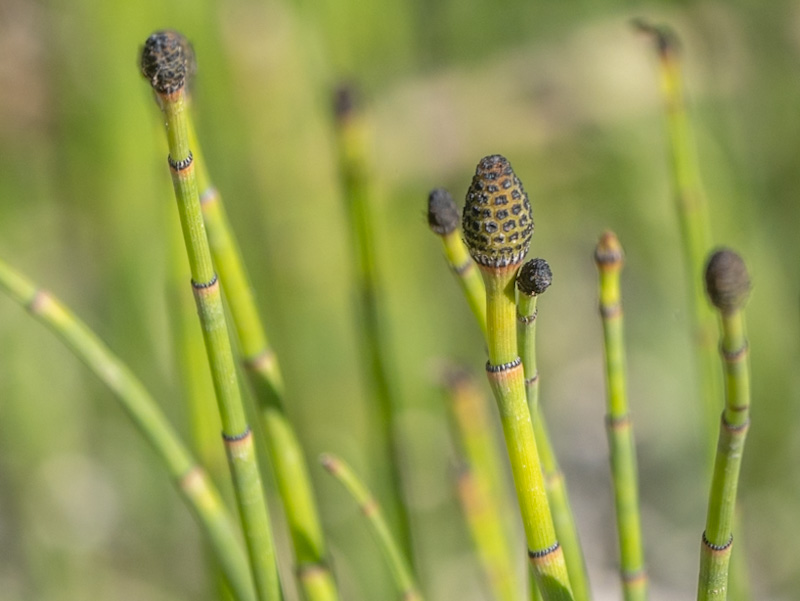 Smooth Horsetail
