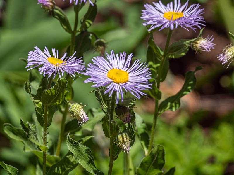 Erigeron speciosus