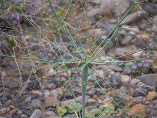 Eriogonum inflatum