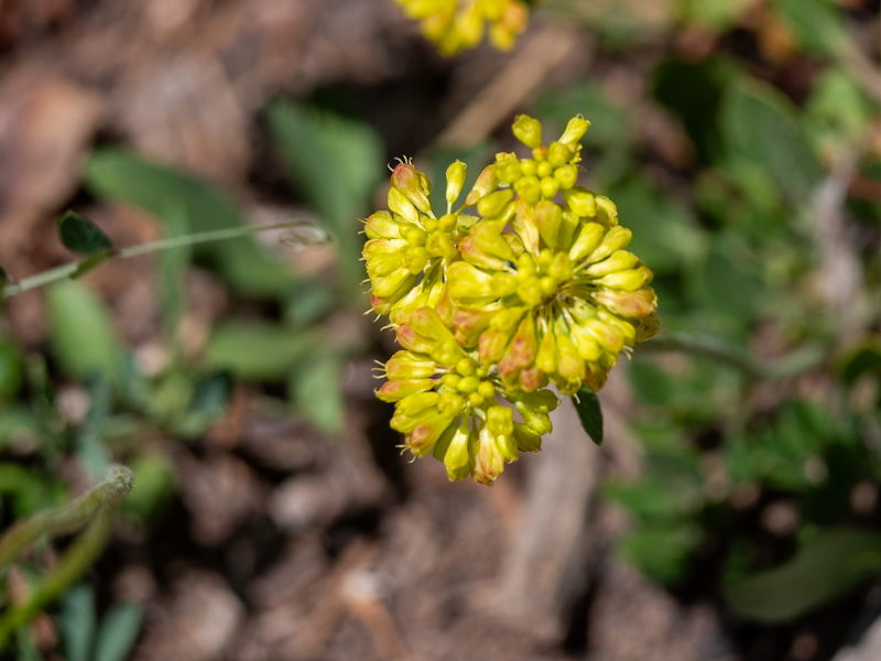Eriogonum umbellatum