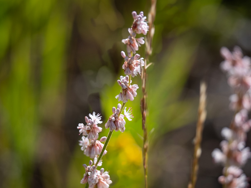 Eriogonum wrightii var subscaposum