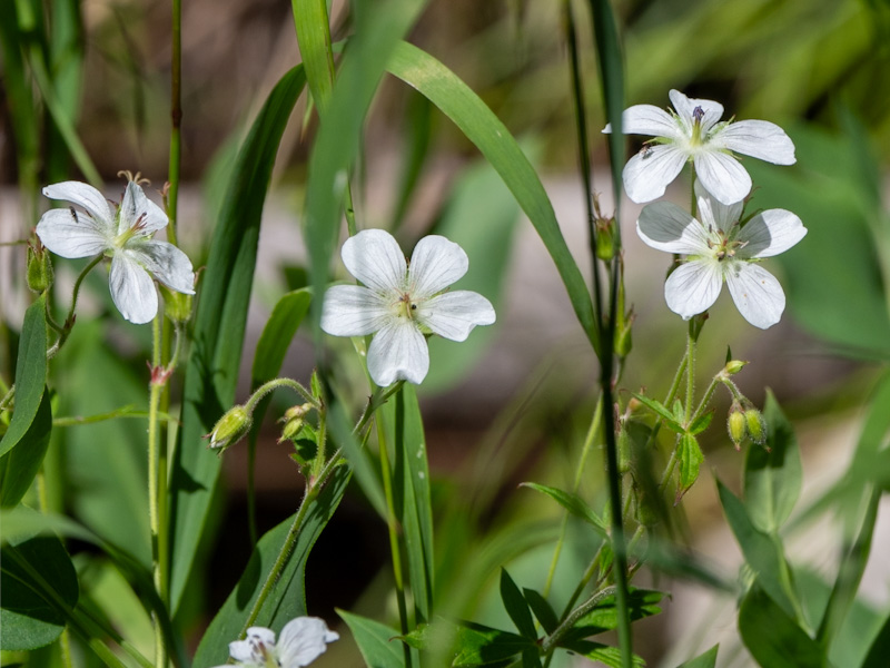 Geranium richardsonii