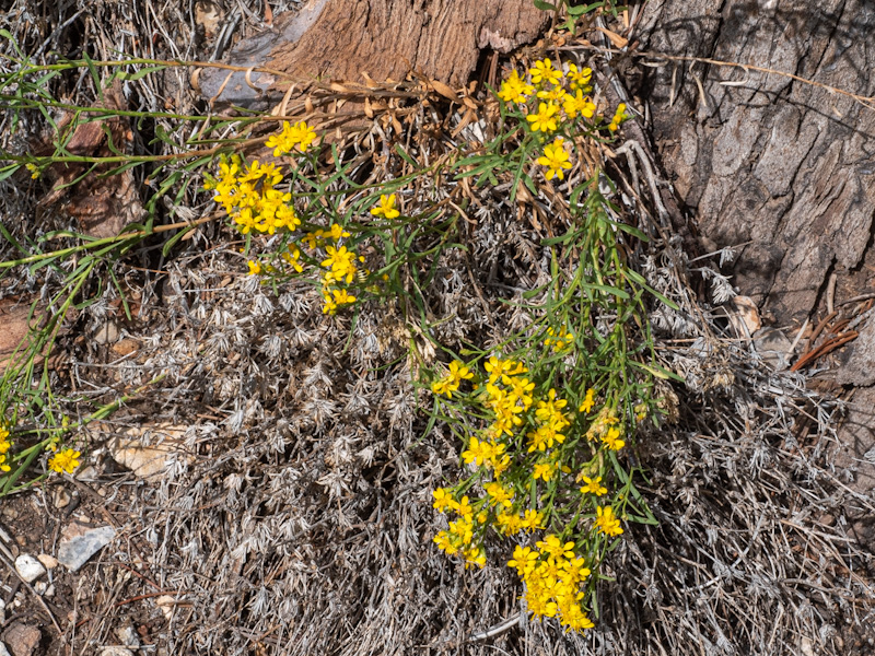 Gutierrezia sarothrae