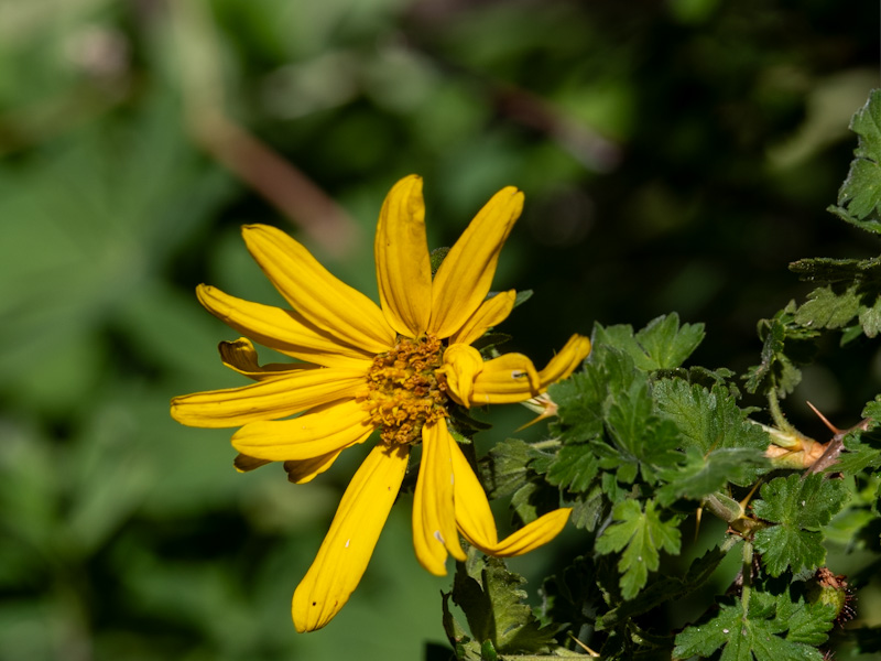 Helianthella uniflora