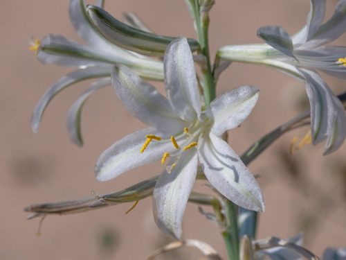 Hesperocallis undulata