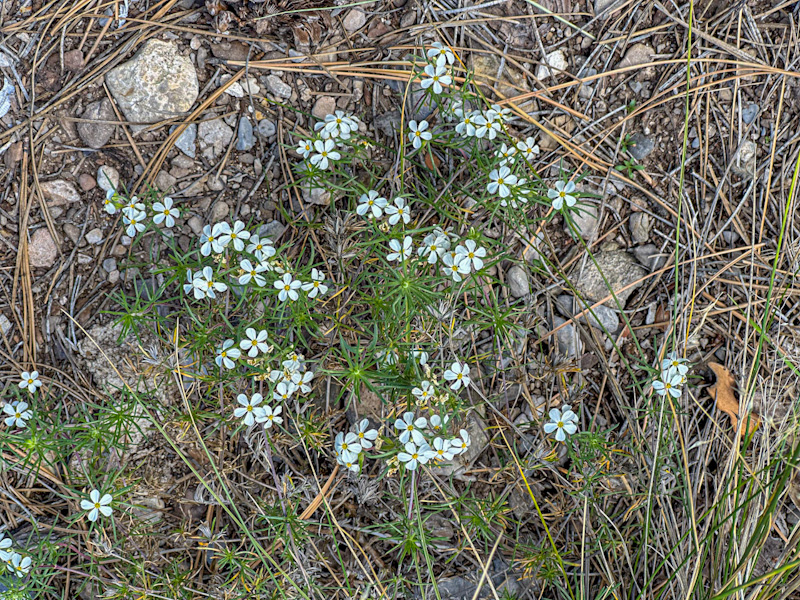 Leptosiphon nuttallii ssp. pubescens