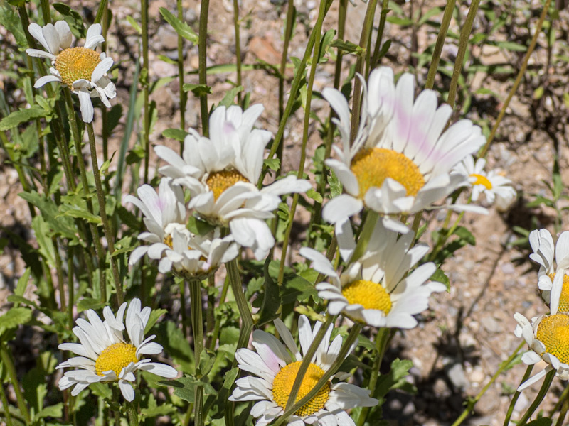 Leucanthemum vulgare