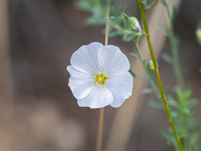 Linum lewisii