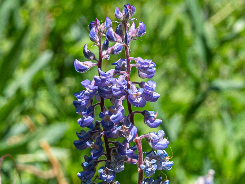 Lupinus argenteus