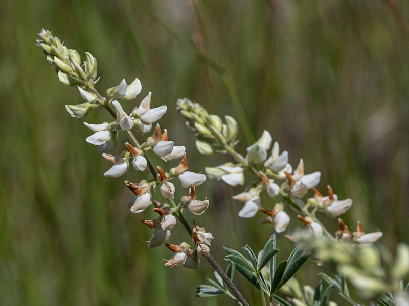 Lupinus leucophyllus