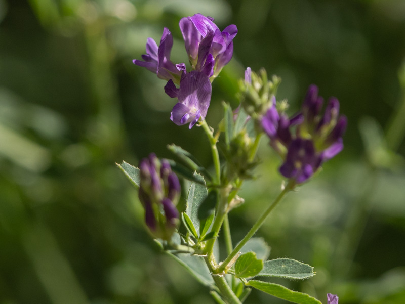 Medicago sativa