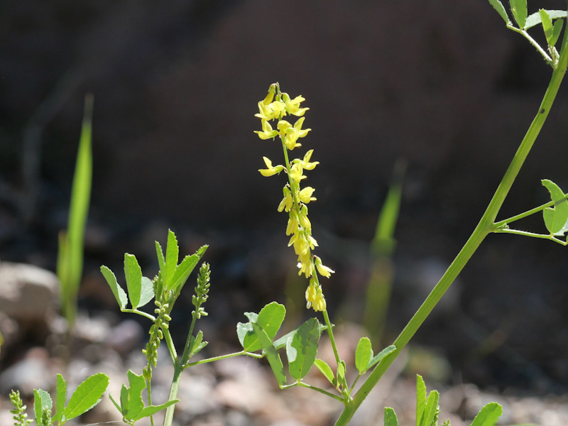 Melilotus officinalis