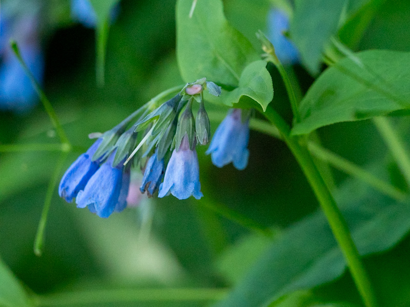 Mertensia ciliata