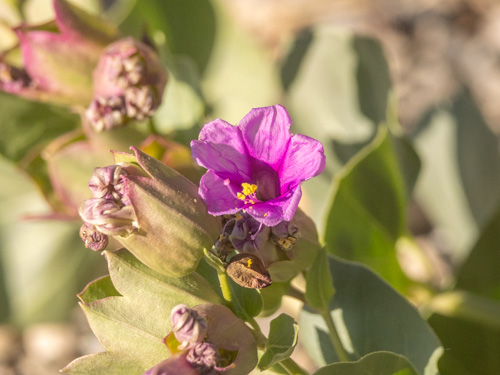Mirabilis multiflora