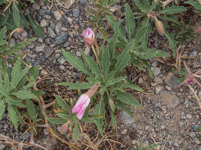 Oenothera caespitosa