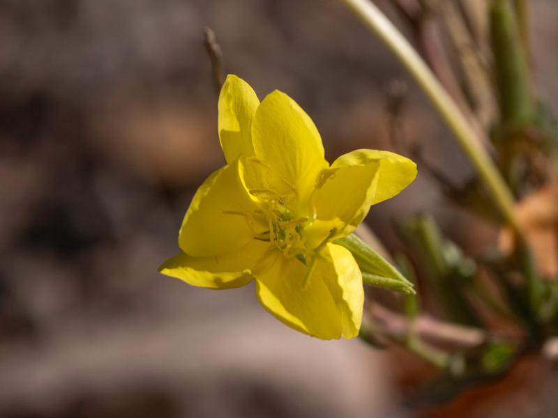 Oenothera longissima