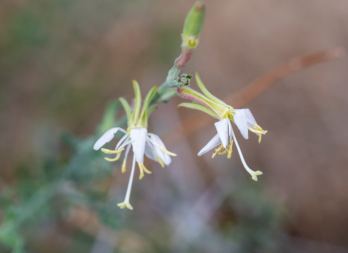 Oenothera suffrutescens
