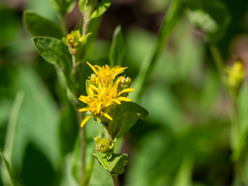 Oreochrysum parryi