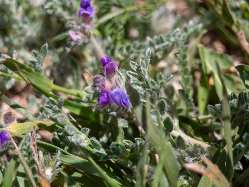 Oxytropis oreophila