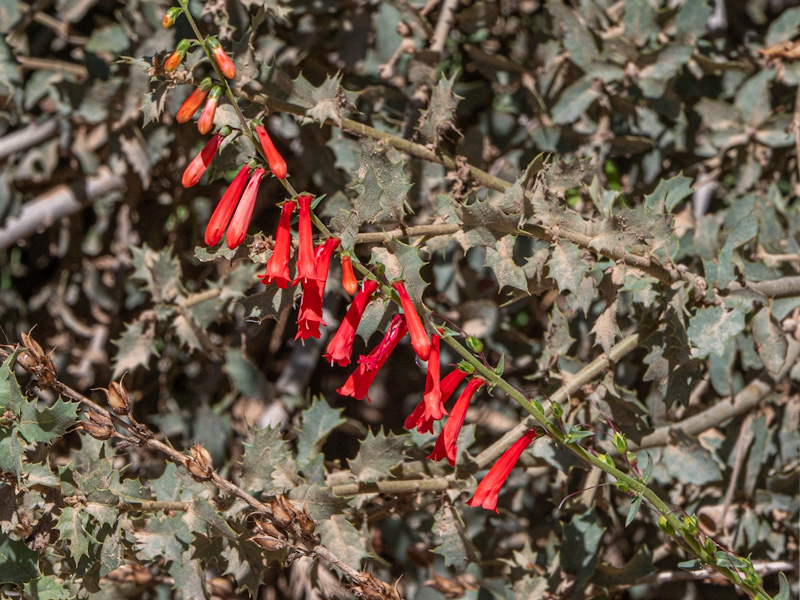 Penstemon eatonii