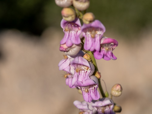 Penstemon palmeri