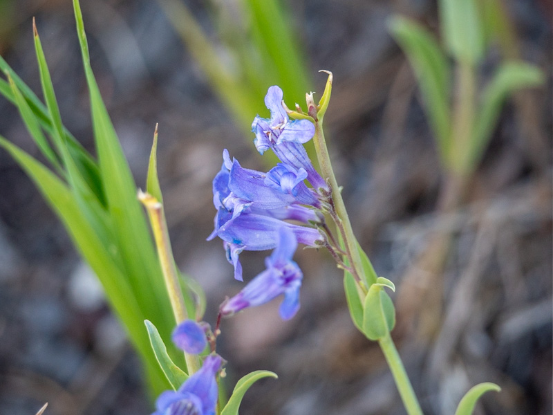 Penstemon speciosus