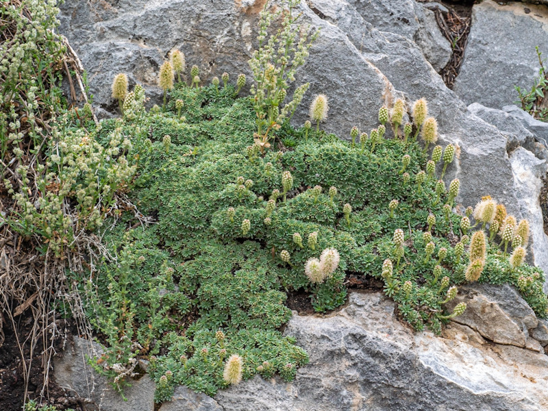 Petrophytum caespitosum