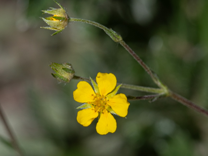 Potentilla hippiana