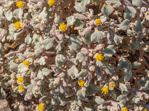 Psathyrotes annua
