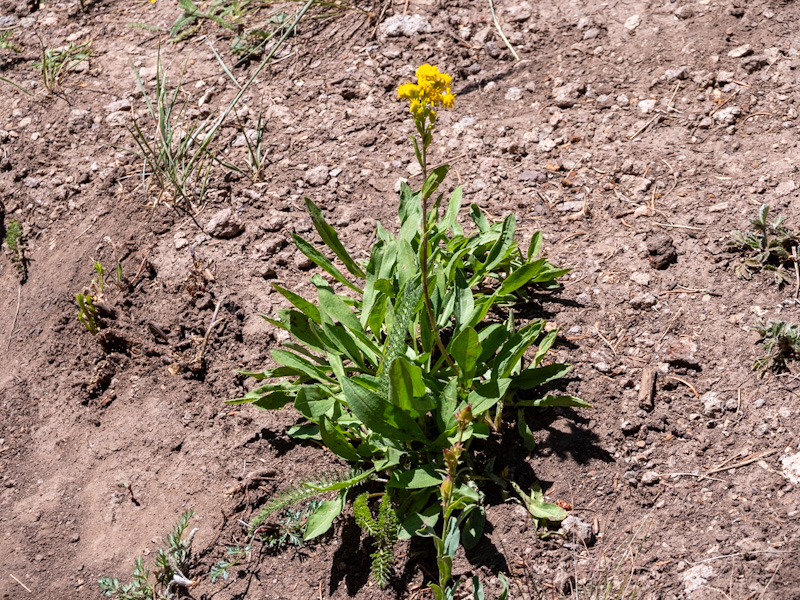 Solidago multiradiata