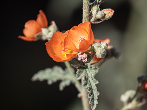 Sphaeralcea ambigua