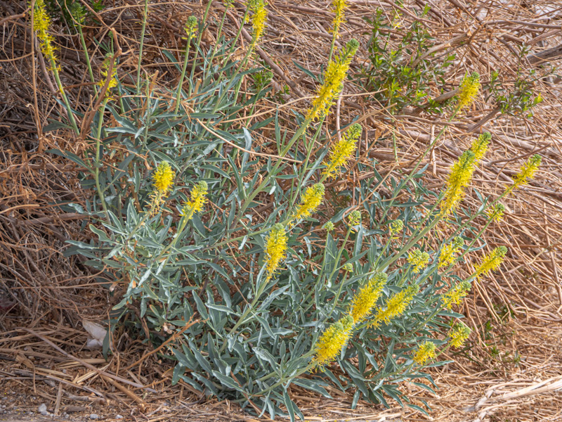 Stanleya pinnata