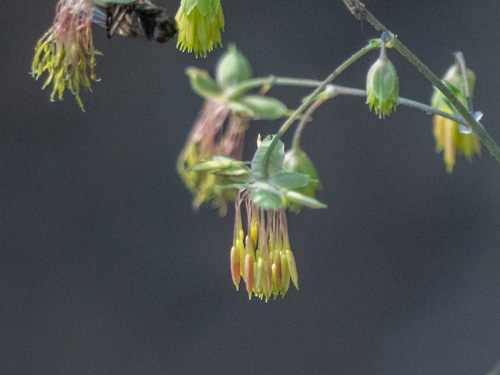 Thalictrum fendleri