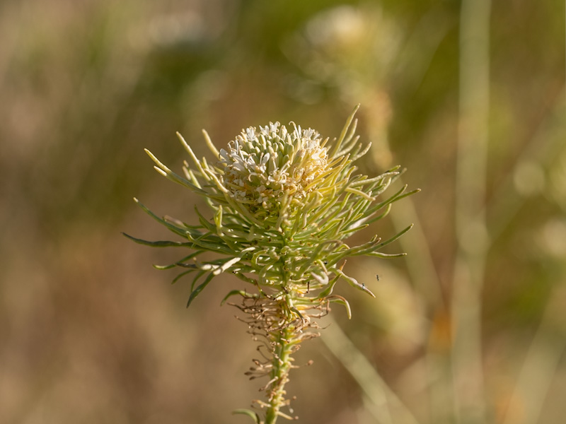Thelypodium integrifolium