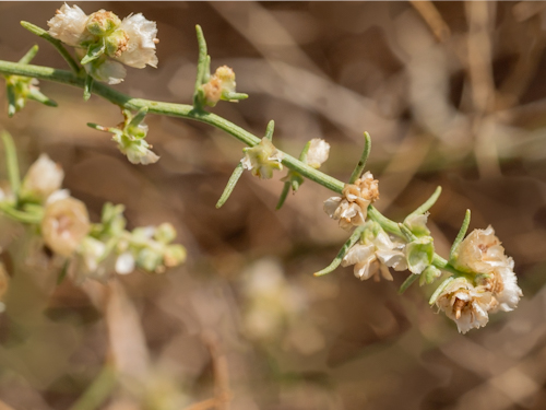 Ambrosia salsola