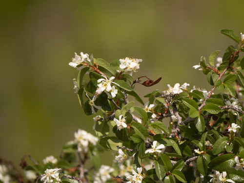 Amelanchier utahensis