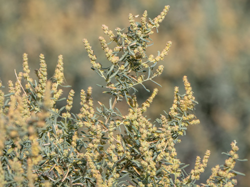 Atriplex canescens