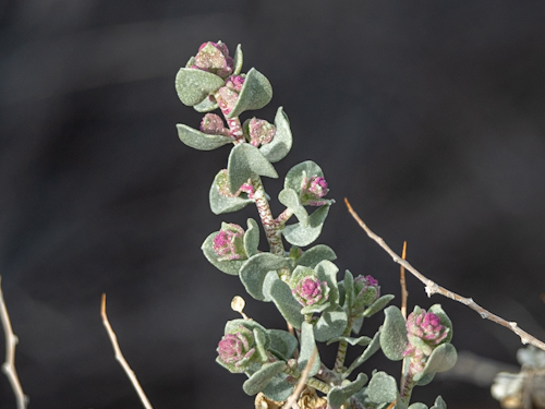 Atriplex confertifolia