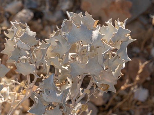 Atriplex hymenelytra