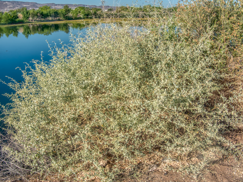 Atriplex lentiformis