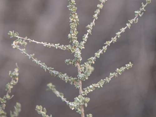 Atriplex polycarpa