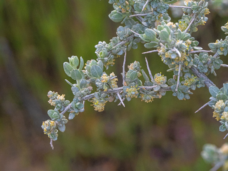 Spiny Saltbush